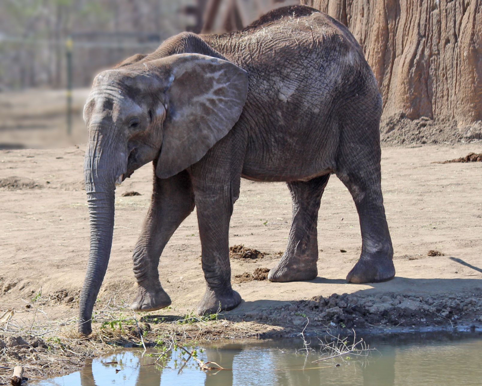 Kiki the elephant